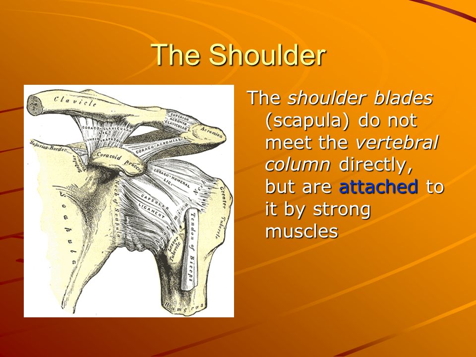 The Shoulder The shoulder blades (scapula) do not meet the vertebral column directly, but are attached to it by strong muscles