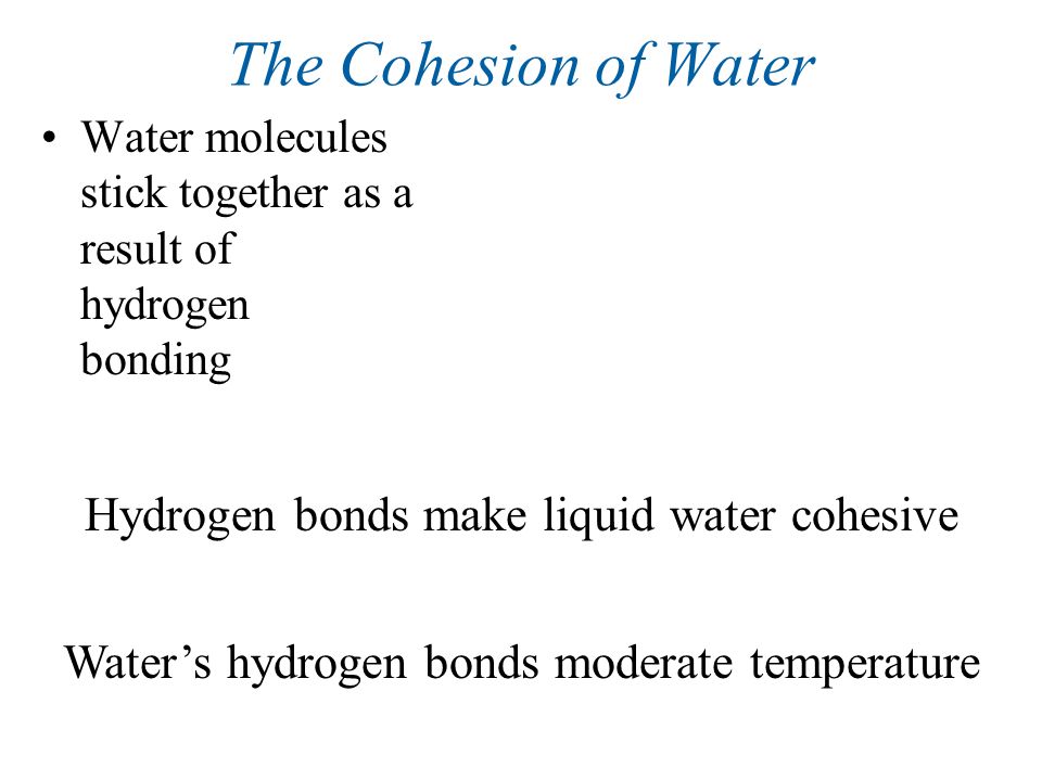 Water molecules stick together as a result of hydrogen bonding The Cohesion of Water Hydrogen bonds make liquid water cohesive Water’s hydrogen bonds moderate temperature