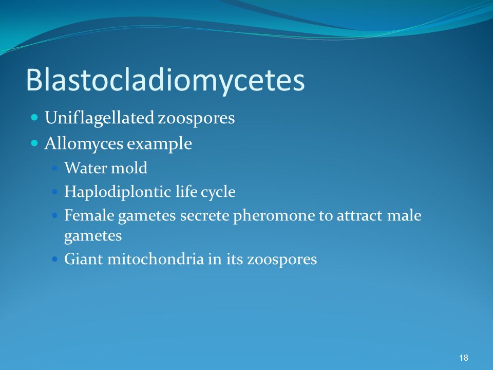 Blastocladiomycetes Uniflagellated zoospores Allomyces example Water mold Haplodiplontic life cycle Female gametes secrete pheromone to attract male gametes Giant mitochondria in its zoospores 18