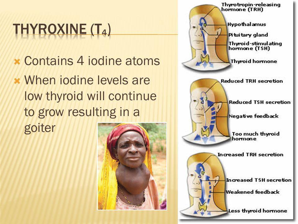  Contains 4 iodine atoms  When iodine levels are low thyroid will continue to grow resulting in a goiter