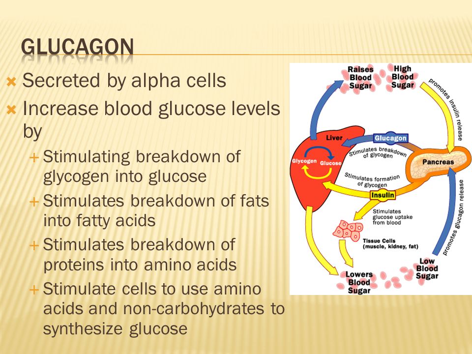  Secreted by alpha cells  Increase blood glucose levels by  Stimulating breakdown of glycogen into glucose  Stimulates breakdown of fats into fatty acids  Stimulates breakdown of proteins into amino acids  Stimulate cells to use amino acids and non-carbohydrates to synthesize glucose