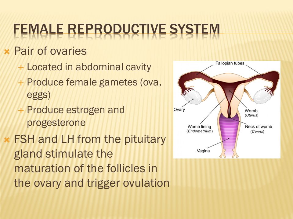  Pair of ovaries  Located in abdominal cavity  Produce female gametes (ova, eggs)  Produce estrogen and progesterone  FSH and LH from the pituitary gland stimulate the maturation of the follicles in the ovary and trigger ovulation