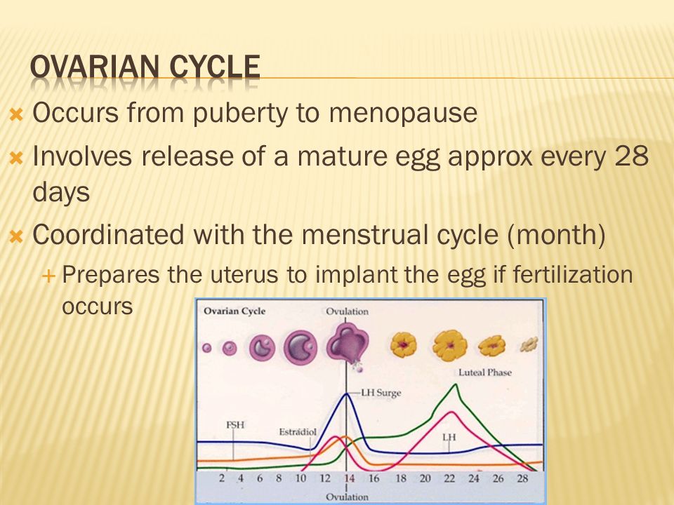  Occurs from puberty to menopause  Involves release of a mature egg approx every 28 days  Coordinated with the menstrual cycle (month)  Prepares the uterus to implant the egg if fertilization occurs