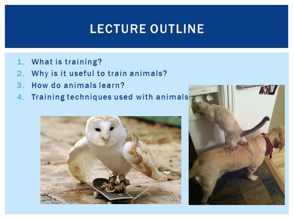 NSCI 5702 PRINCIPLES OF TRAINING.  is training?  is it useful to  train animals?  do animals learn?  techniques used with  animals. - ppt download