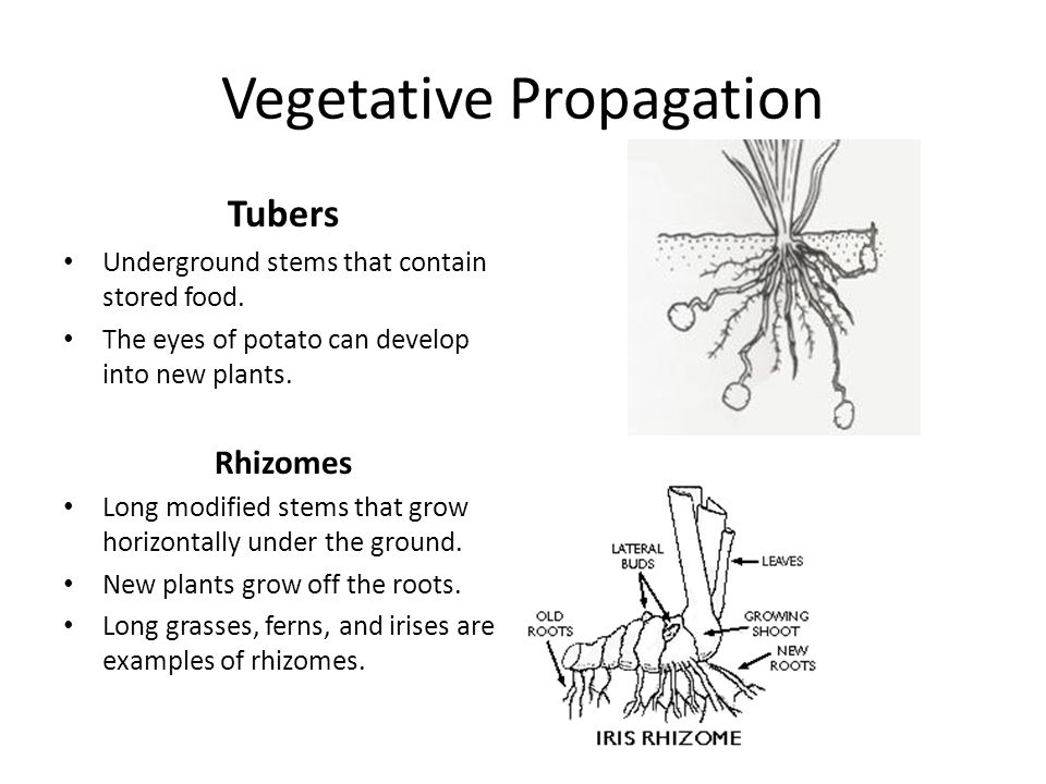 Baixar snapchat para android 2.3.5 In iris plants asexual reproduction results from