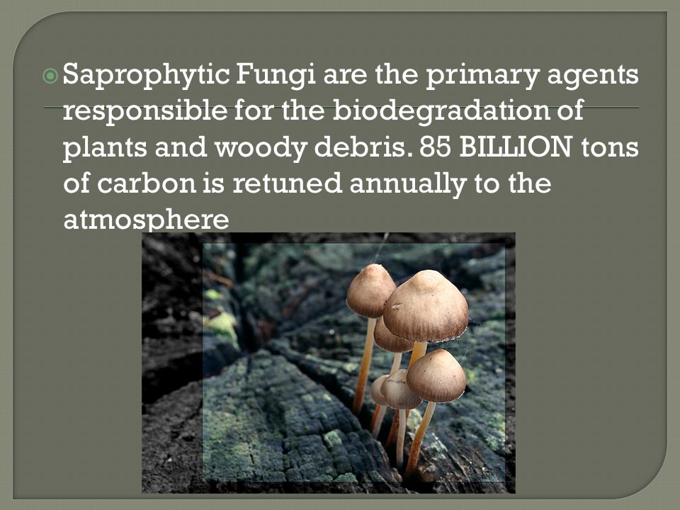  Saprophytic Fungi are the primary agents responsible for the biodegradation of plants and woody debris.