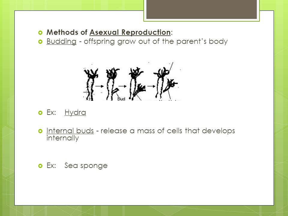 Beauty and the geek contestants dating Electromagnetic spectrum interactive animation for asexual reproduction