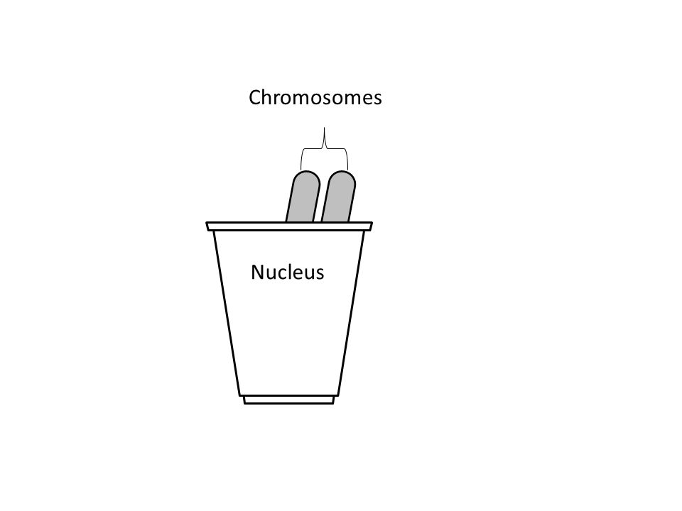 Nucleus Chromosomes