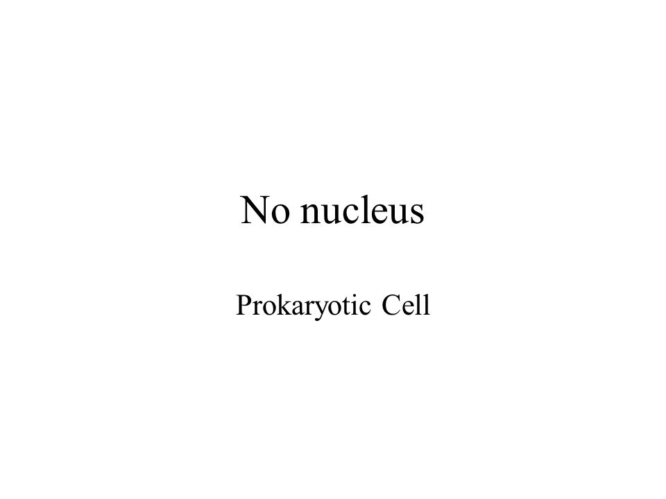 No nucleus Prokaryotic Cell