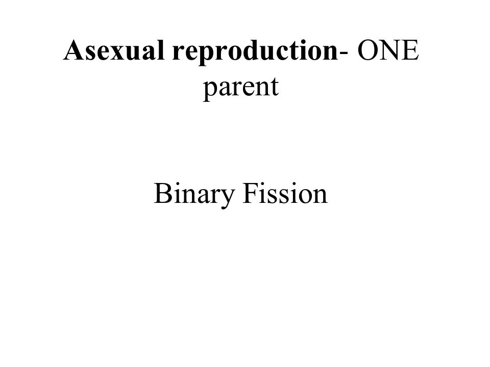 Asexual reproduction- ONE parent Binary Fission