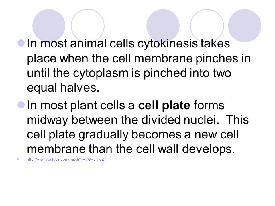 THE CELL CYCLE HOW DO CELLS DIVIDE?. Introduction – Answer the following  questions:  do cells divide? (Try to come up with multiple  explanations) - ppt download