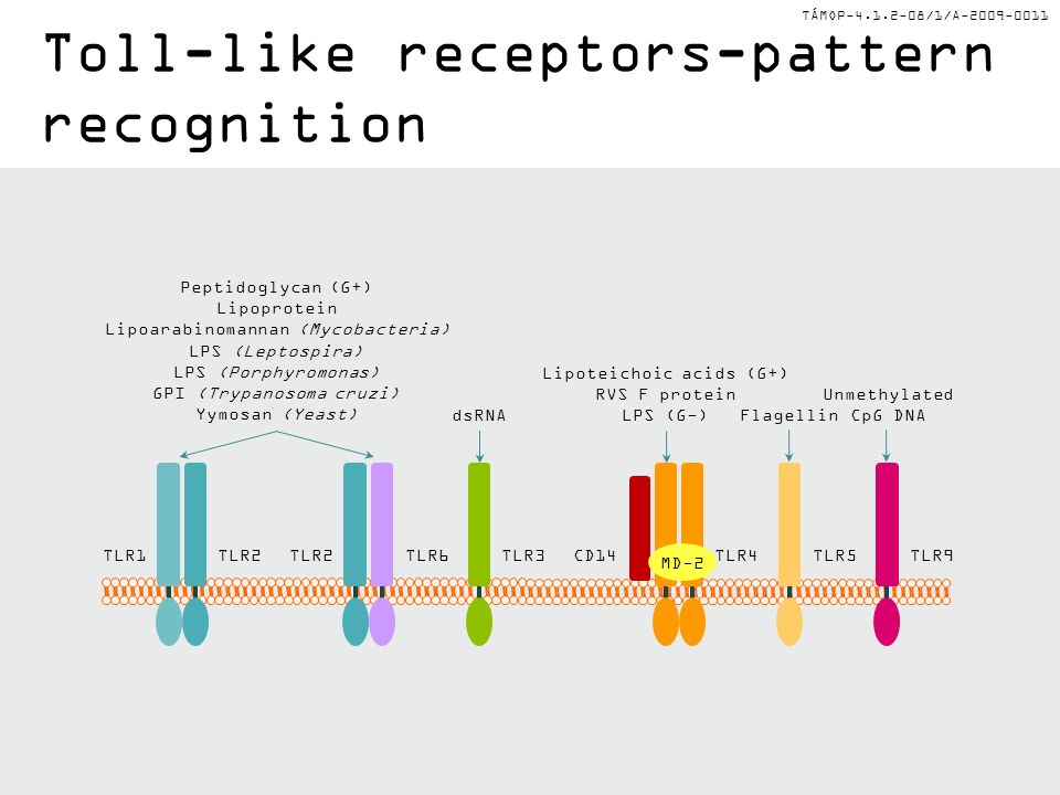 TÁMOP /1/A Toll-like receptors-pattern recognition Peptidoglycan (G+) Lipoprotein Lipoarabinomannan (Mycobacteria) LPS (Leptospira) LPS (Porphyromonas) GPI (Trypanosoma cruzi) Yymosan (Yeast) dsRNAFlagellin Unmethylated CpG DNA TLR2TLR1TLR5TLR3TLR9TLR6TLR2 Lipoteichoic acids (G+) RVS F protein LPS (G-) TLR4CD14 MD-2