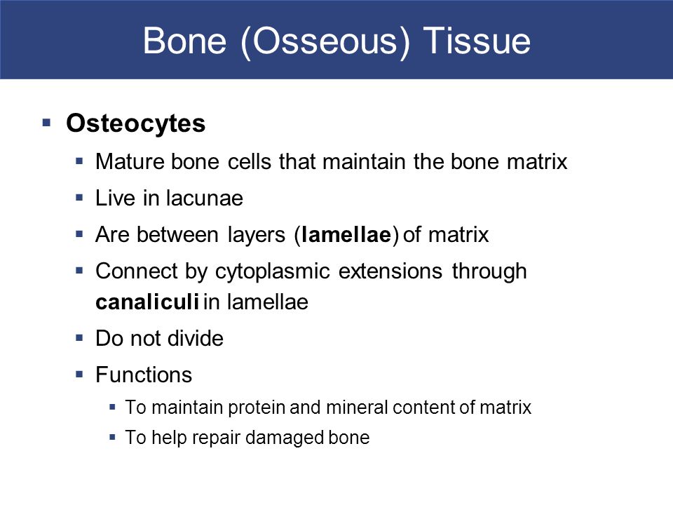 mature living bone cells Breast cancer metastizing
