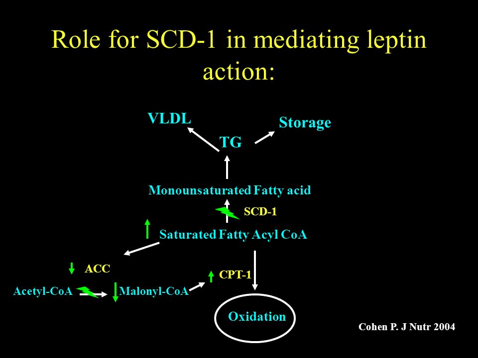 Role for SCD-1 in mediating leptin action: Monounsaturated Fatty acid Saturated Fatty Acyl CoA Oxidation TG VLDL Storage Acetyl-CoAMalonyl-CoA CPT-1 SCD-1 ACC Cohen P.