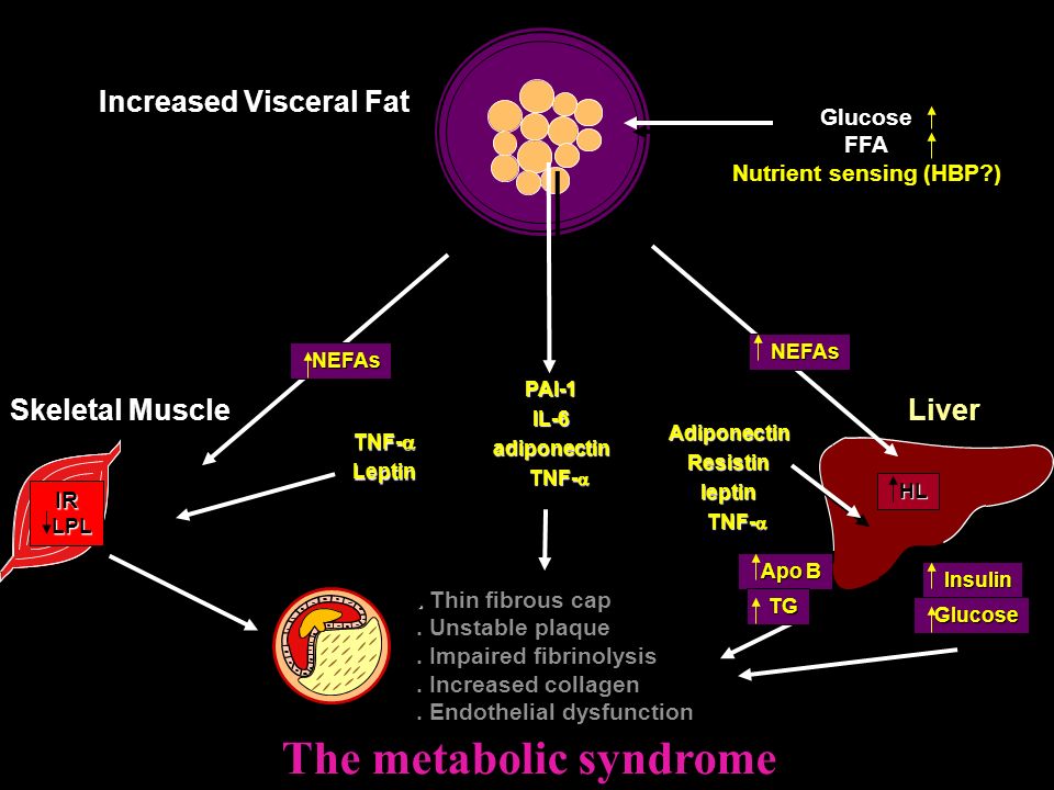 The metabolic syndrome Apo B Apo B Insulin Insulin Glucose Glucose TG TG Skeletal Muscle IR LPL LPL NEFAs NEFAs Liver HL HL NEFAs NEFAs Increased Visceral Fat Glucose FFA Nutrient sensing (HBP ) TNF-  Leptin PAI-1IL-6adiponectin TNF-  TNF-  AdiponectinResistinleptin