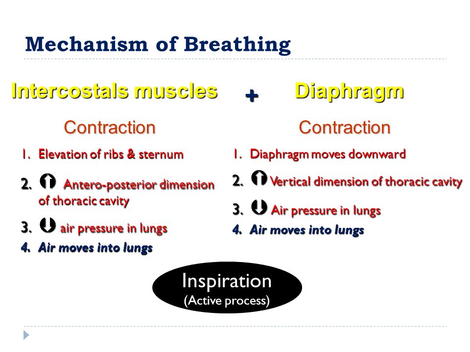 Contraction Mechanism of Breathing Inspiration (Active process) Intercostals muscles 1.Elevation of ribs & sternum 2.
