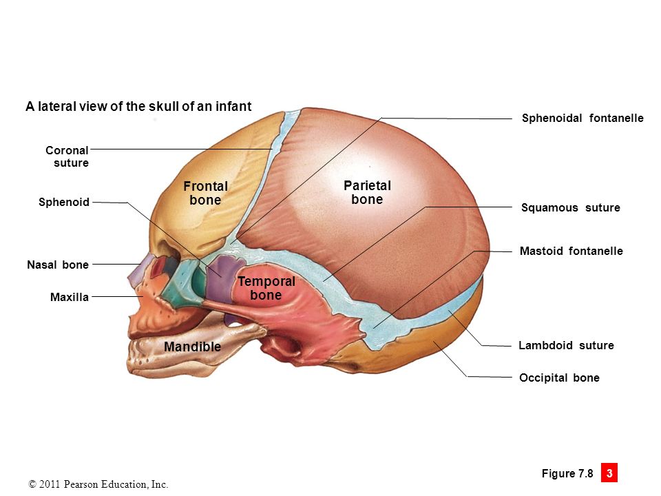 2011 Pearson Education Inc Module 7 8 Fontanelles Fontanelles Large Fibrous Areas Between Cranial Bones Of Infants And Small Children Ease Passage Ppt Download