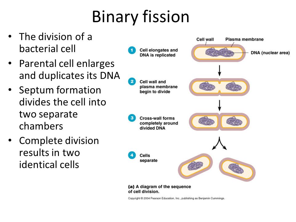 Fission перевод. Binary Fission. Bacterial Division. Binary Fission of bacteria. Fission formation грибы.