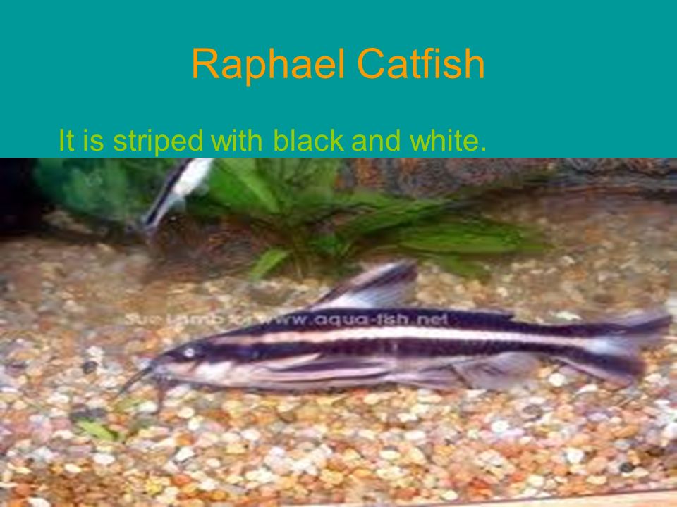 Black and white striped cat fish are Theme, black and white striped cat fish excited too