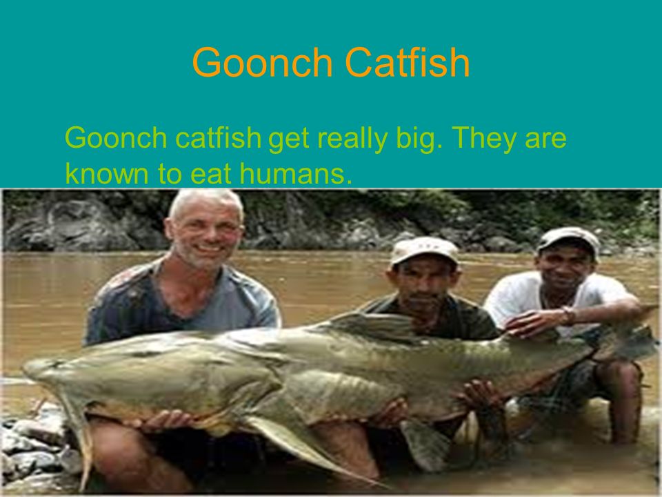 By Blake. Goonch Catfish Goonch catfish get really big. They are known to  eat humans. - ppt download