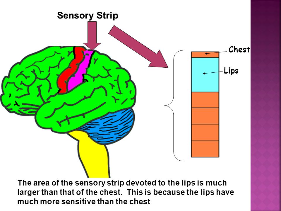 sensory strip brain Sensory strip brain