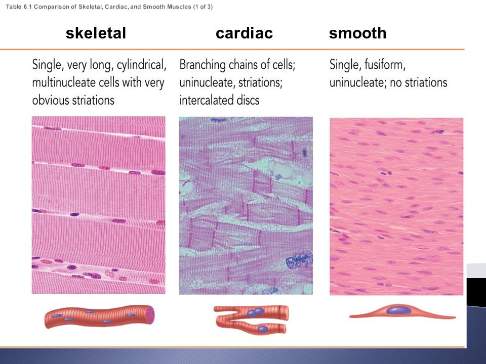 images Smooth Muscle Tissue Microscope Slide muscle types pgs microscopic anatomy of