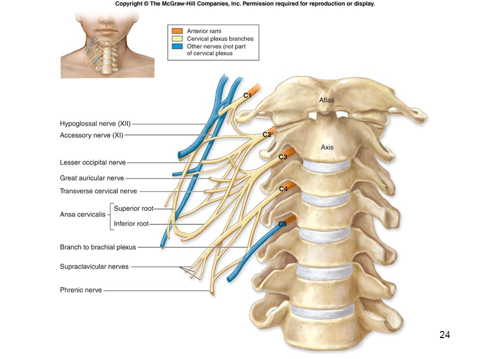 Сплетения нервов анатомия. Шейное сплетение спинномозговых нервов. Нервные сплетения спинномозговых нервов анатомия. Шейные спинномозговые нервы. Спинномозговые нервы шейное сплетение.