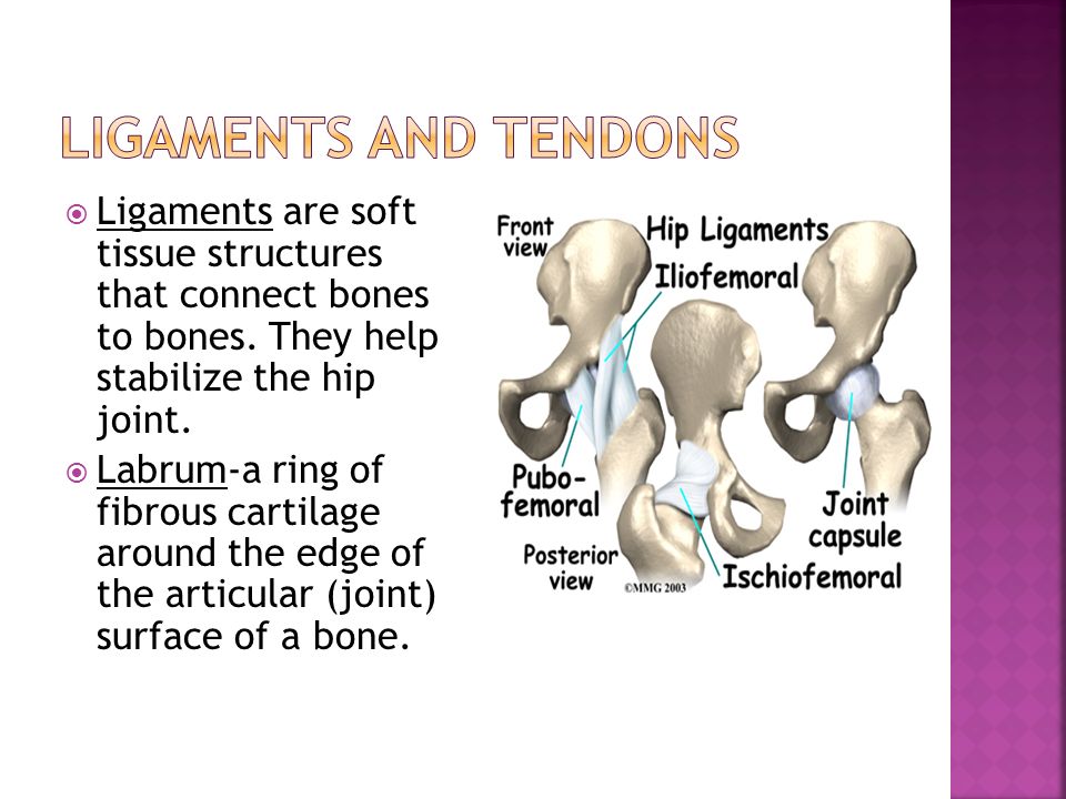Bones and muscles. Ligaments of the Joints. Bones in English. Bone connecting. Joints, muscles and ligaments.