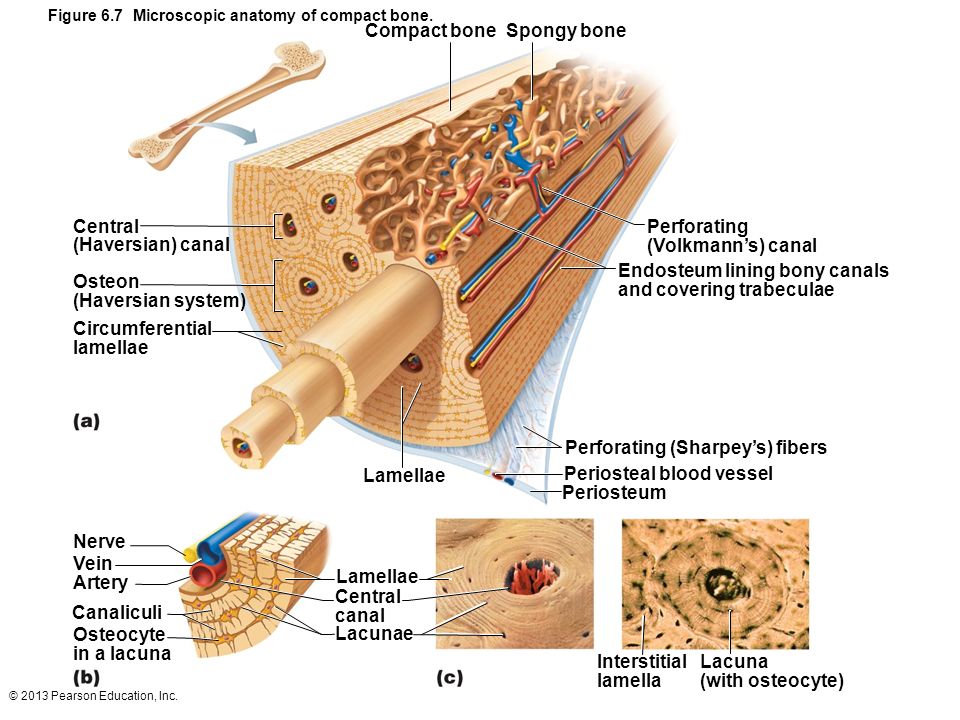 © 2013 Pearson Education, Inc. Figure 6.7 Microscopic anatomy of compact bo...
