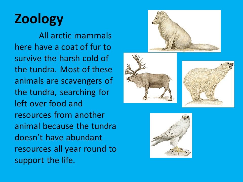 Tundra The tundra is the coldest biome of them all. It is noted for its  frost-molded landscapes, extremely low temperatures, little precipitation,  poor. - ppt download