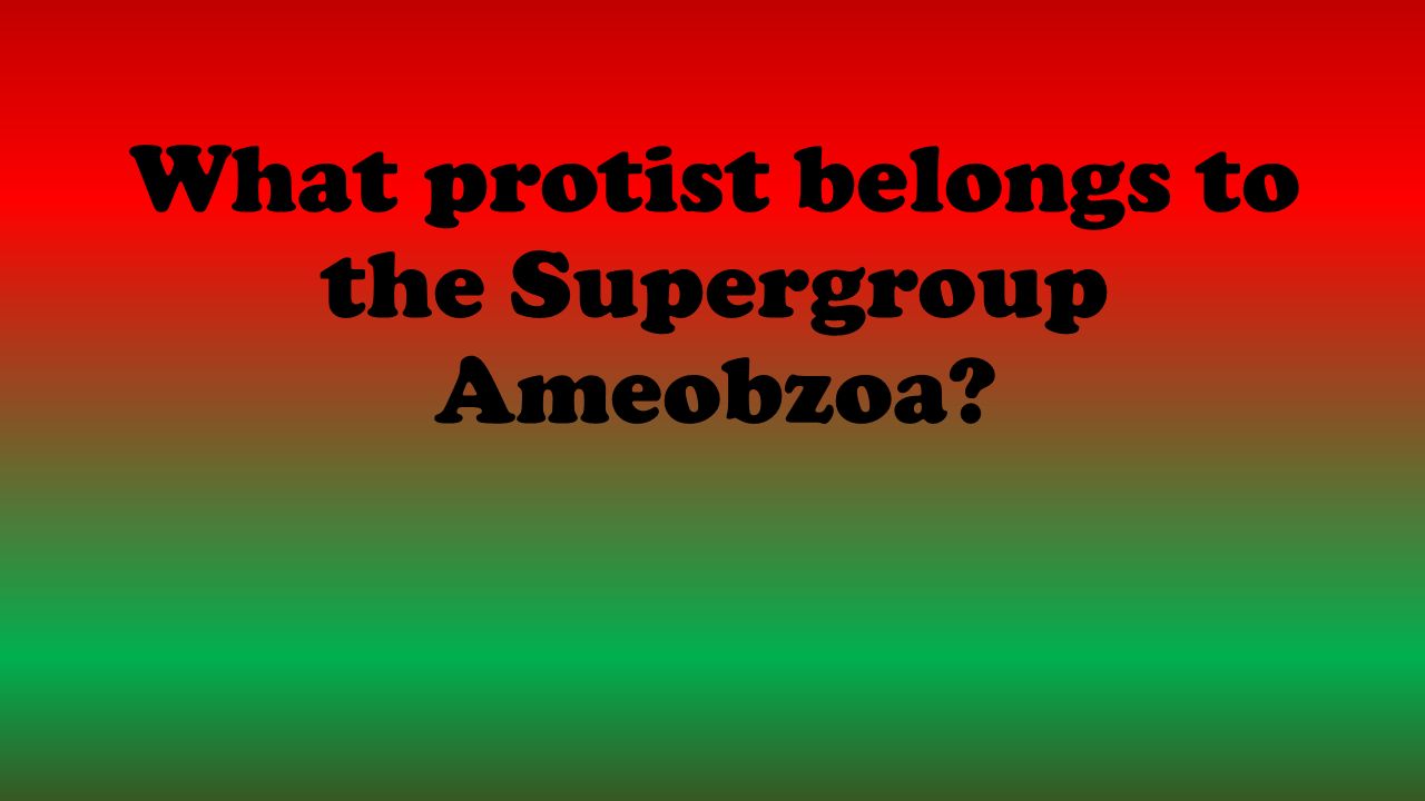 What protist belongs to the Supergroup Ameobzoa