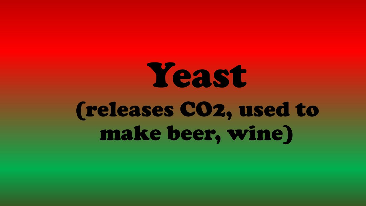 Yeast (releases CO2, used to make beer, wine)