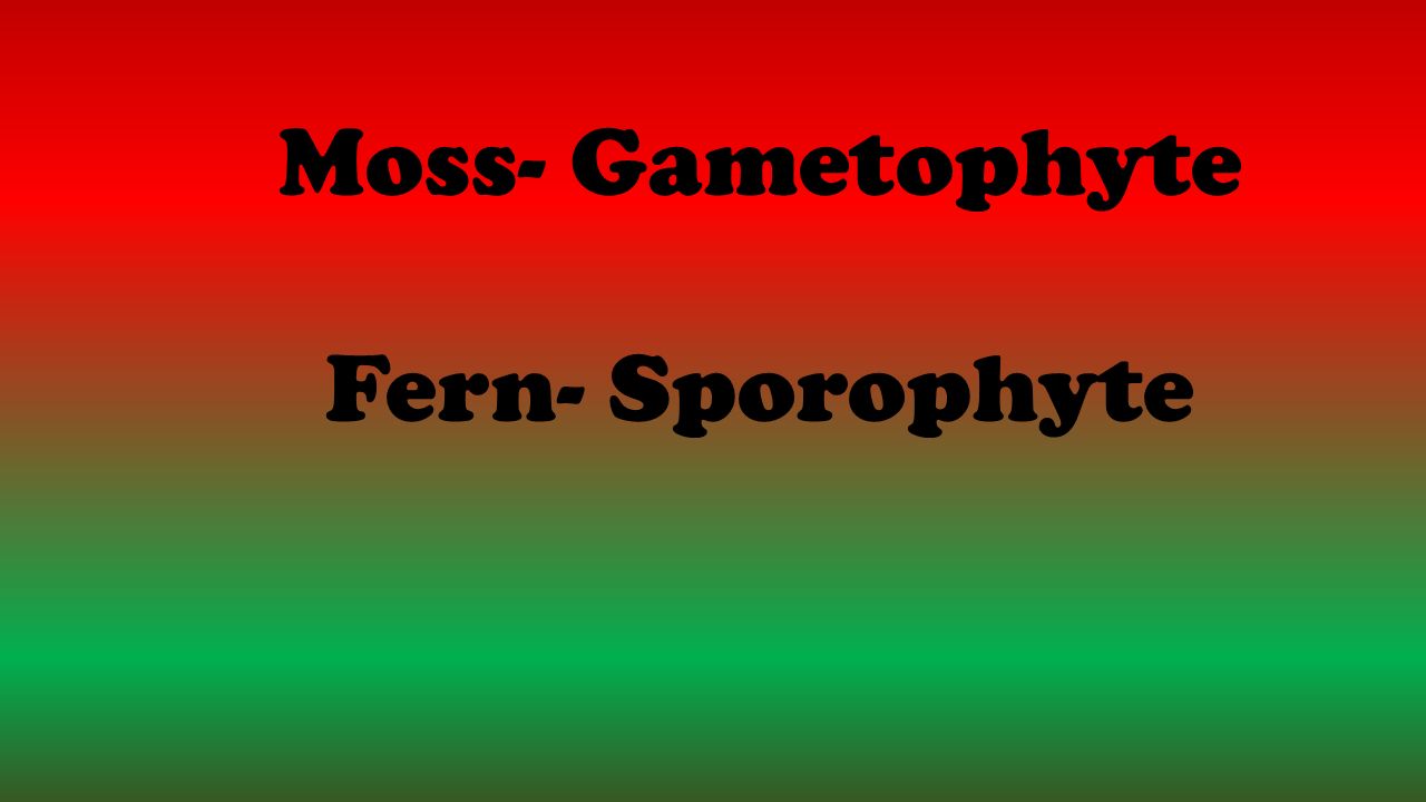 Moss- Gametophyte Fern- Sporophyte
