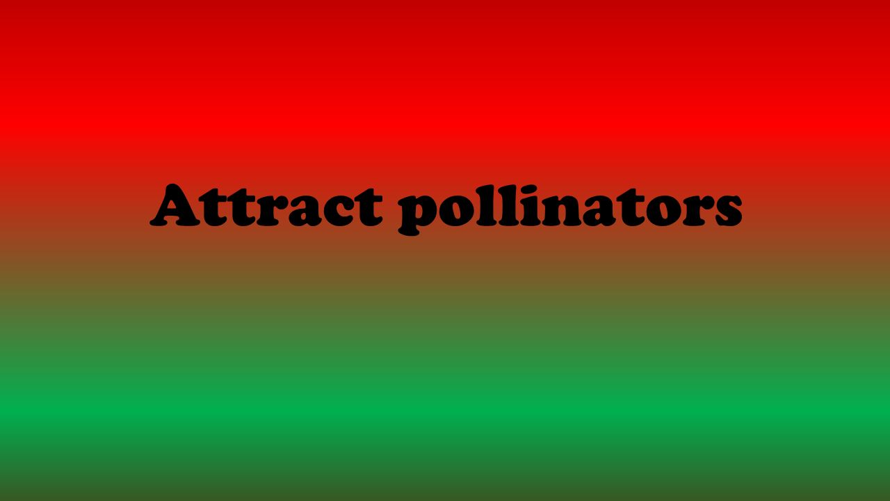 Attract pollinators
