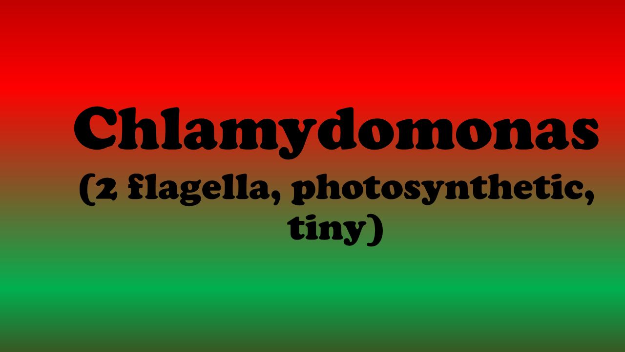 Chlamydomonas (2 flagella, photosynthetic, tiny)