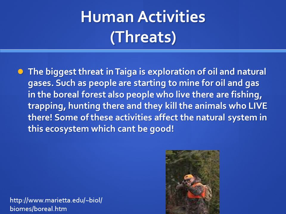 Human Activities (Threats) The biggest threat in Taiga is exploration of oil and natural gases.