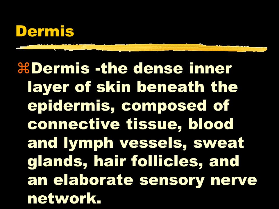 Dermis zDermis -the dense inner layer of skin beneath the epidermis, composed of connective tissue, blood and lymph vessels, sweat glands, hair follicles, and an elaborate sensory nerve network.