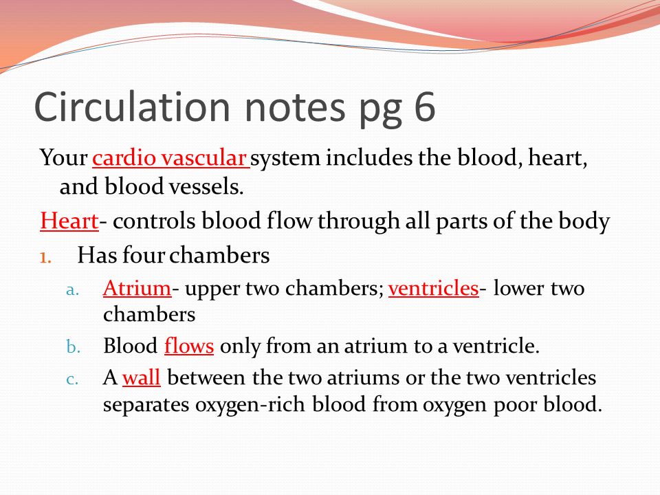 Circulation notes pg 6 Your cardio vascular system includes the blood, heart, and blood vessels.