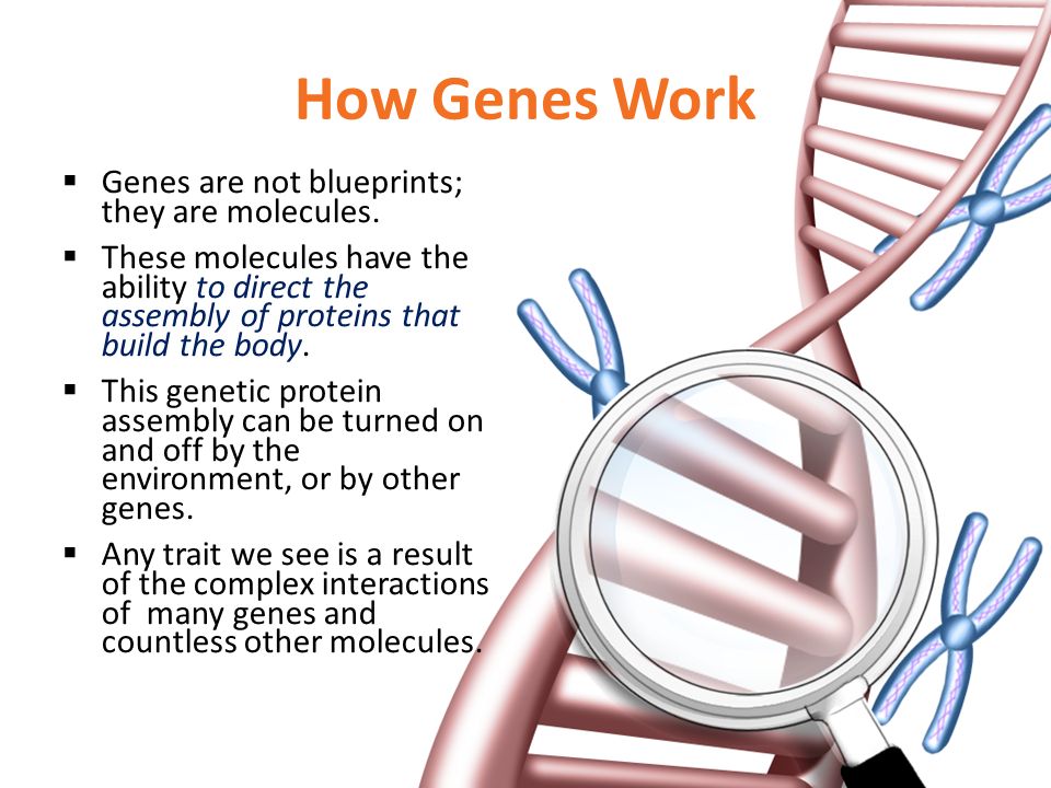 How Genes Work  Genes are not blueprints; they are molecules.