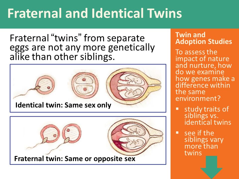 Twin and Adoption Studies To assess the impact of nature and nurture, how do we examine how genes make a difference within the same environment.