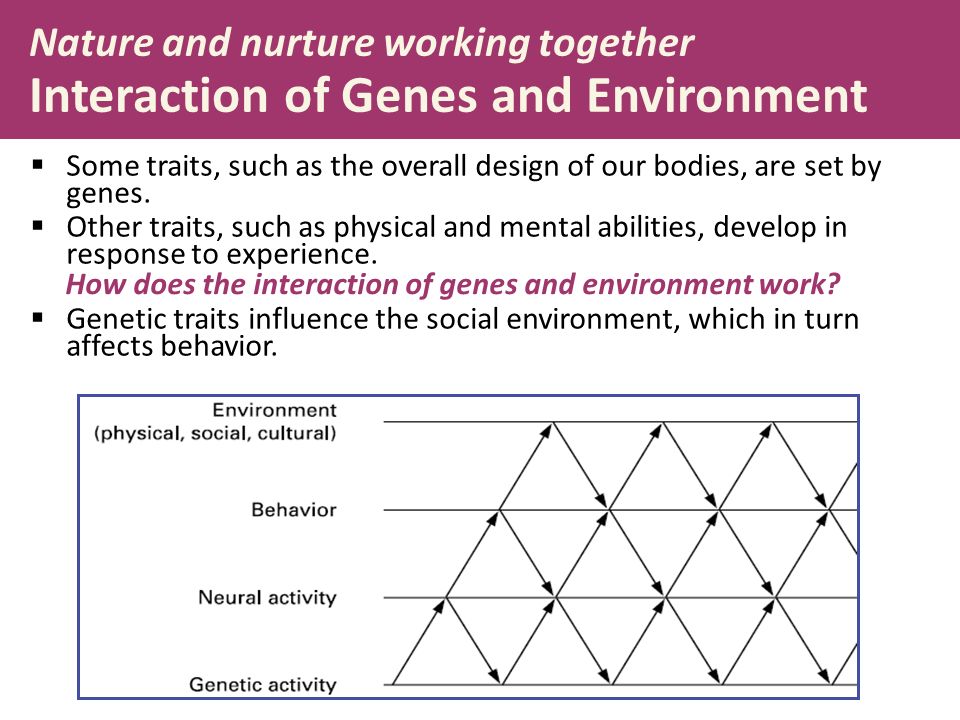 Nature and nurture working together Interaction of Genes and Environment  Some traits, such as the overall design of our bodies, are set by genes.
