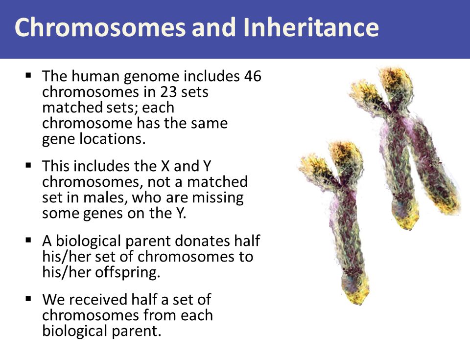 Chromosomes and Inheritance  The human genome includes 46 chromosomes in 23 sets matched sets; each chromosome has the same gene locations.