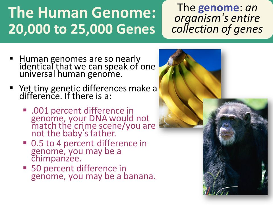 The Human Genome: 20,000 to 25,000 Genes  Human genomes are so nearly identical that we can speak of one universal human genome.