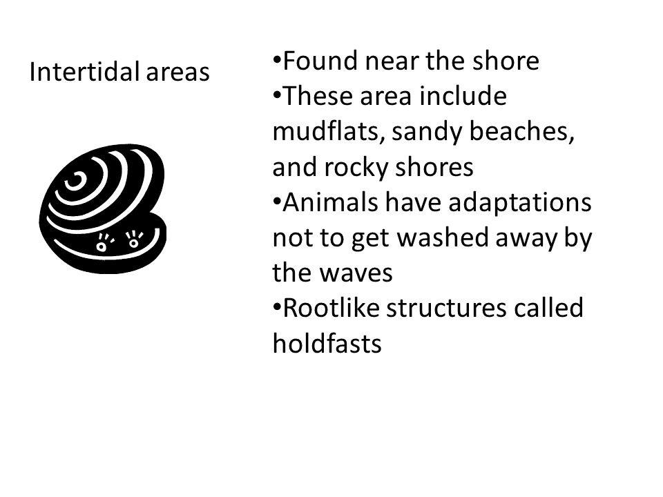 Intertidal areas Found near the shore These area include mudflats, sandy beaches, and rocky shores Animals have adaptations not to get washed away by the waves Rootlike structures called holdfasts