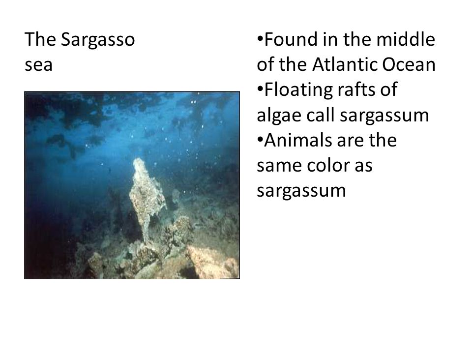 The Sargasso sea Found in the middle of the Atlantic Ocean Floating rafts of algae call sargassum Animals are the same color as sargassum