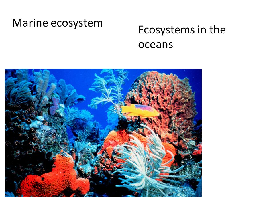 Marine ecosystem Ecosystems in the oceans