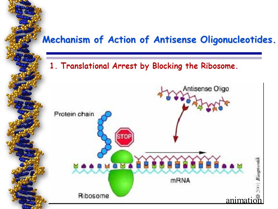 Anti-mRNA Strategies What is the antisense oligonucleotides? - Synthetic  genetic material. - Interacts with natural genetic material (DNA or RNA)  prevent. - ppt download