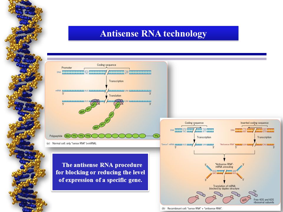 Anti-mRNA Strategies What is the antisense oligonucleotides? - Synthetic  genetic material. - Interacts with natural genetic material (DNA or RNA)  prevent. - ppt download