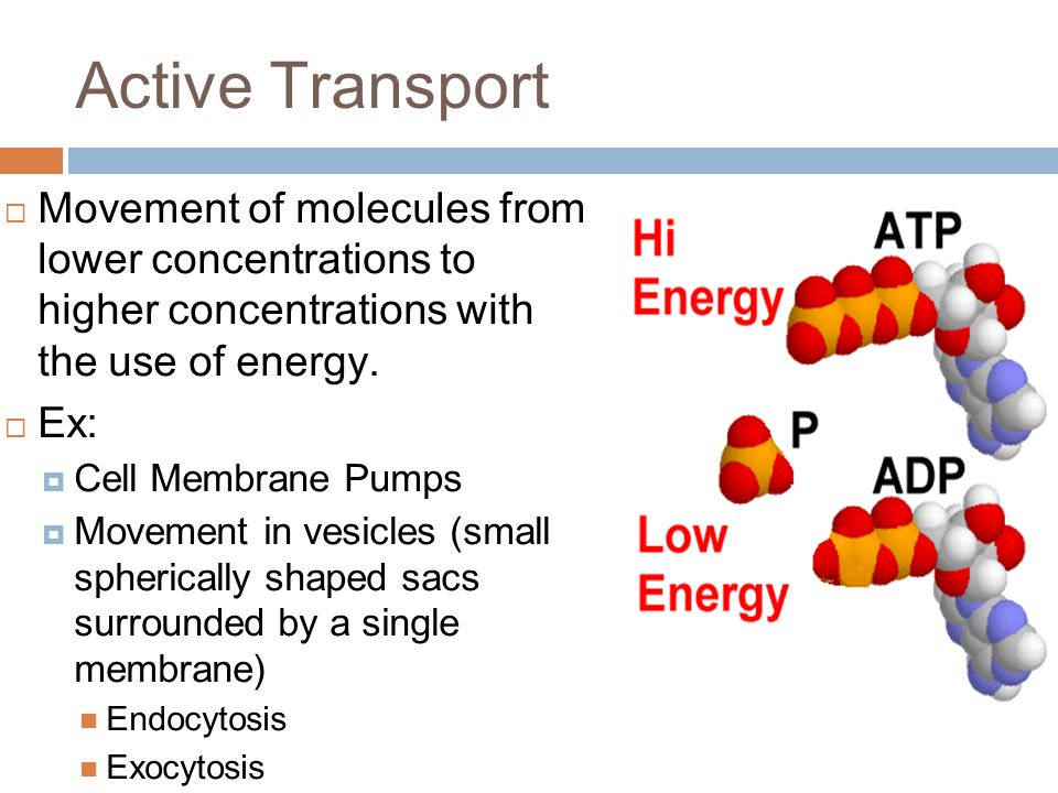 Active Transport  Movement of molecules from lower concentrations to higher concentrations with the use of energy.