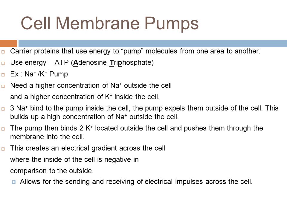 Cell Membrane Pumps  Carrier proteins that use energy to pump molecules from one area to another.